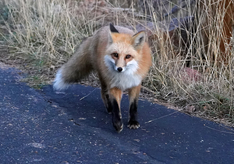fox driveway